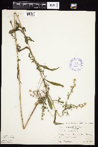 Symphyotrichum ontarionis image