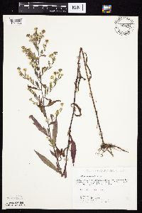 Symphyotrichum ontarionis image