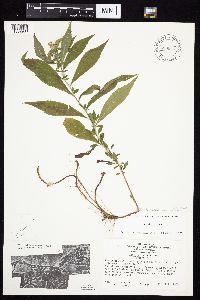 Symphyotrichum ontarionis var. ontarionis image