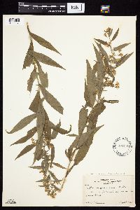 Symphyotrichum ontarionis var. ontarionis image