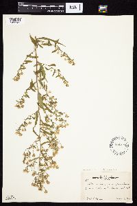 Symphyotrichum ontarionis var. ontarionis image