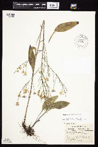 Symphyotrichum oolentangiense image