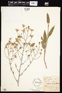 Symphyotrichum oolentangiense image