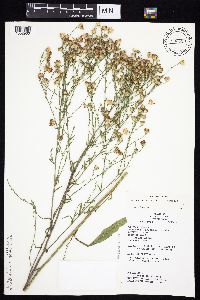 Symphyotrichum oolentangiense image