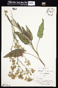 Symphyotrichum oolentangiense image