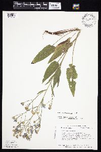 Symphyotrichum oolentangiense image