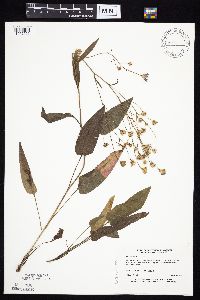 Symphyotrichum oolentangiense image