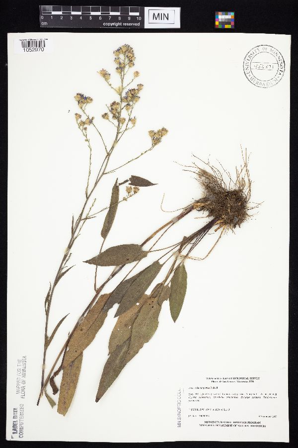 Symphyotrichum oolentangiense image