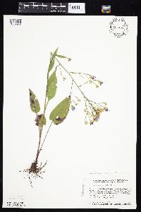 Symphyotrichum oolentangiense image
