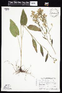Symphyotrichum oolentangiense image
