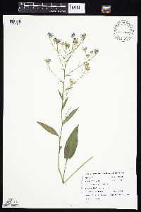 Symphyotrichum oolentangiense image