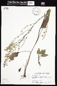 Symphyotrichum oolentangiense image