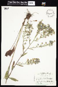Symphyotrichum oolentangiense image