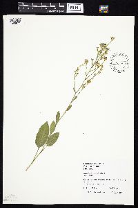 Symphyotrichum oolentangiense image