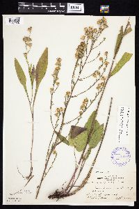 Symphyotrichum oolentangiense image