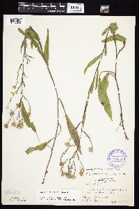 Symphyotrichum oolentangiense image
