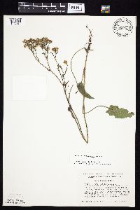 Symphyotrichum oolentangiense image