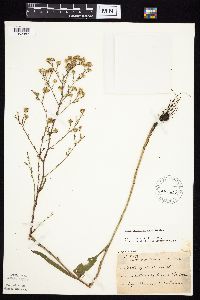 Symphyotrichum oolentangiense image