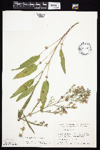 Symphyotrichum oolentangiense image
