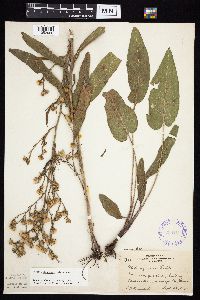 Symphyotrichum oolentangiense image