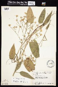 Symphyotrichum oolentangiense image