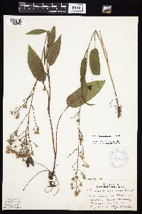 Symphyotrichum oolentangiense image