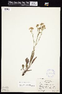 Symphyotrichum oolentangiense image