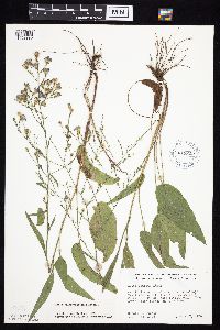 Symphyotrichum oolentangiense image