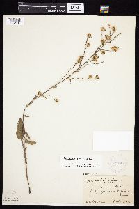 Symphyotrichum oolentangiense image