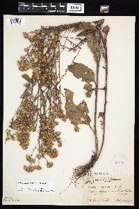 Symphyotrichum oolentangiense image