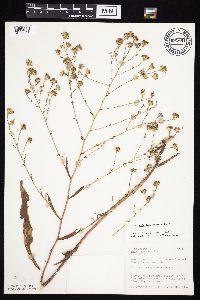 Symphyotrichum oolentangiense image
