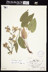 Symphyotrichum oolentangiense image