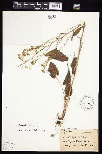 Symphyotrichum oolentangiense image