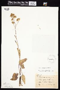 Symphyotrichum oolentangiense image