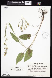 Symphyotrichum oolentangiense image