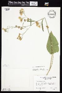 Symphyotrichum oolentangiense image