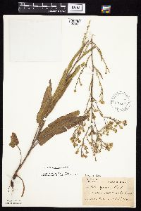 Symphyotrichum oolentangiense image