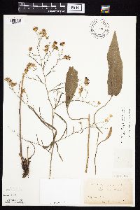Symphyotrichum oolentangiense image