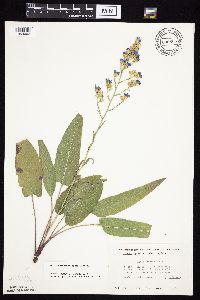 Symphyotrichum oolentangiense image