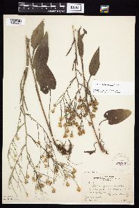 Symphyotrichum oolentangiense image
