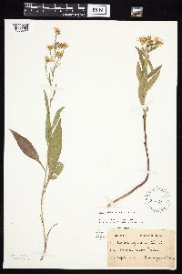 Symphyotrichum oolentangiense image
