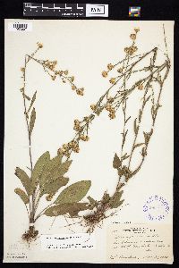 Symphyotrichum oolentangiense image