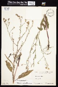 Symphyotrichum oolentangiense image
