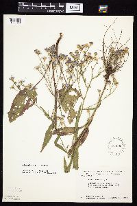 Symphyotrichum oolentangiense image