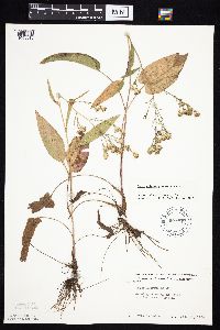 Symphyotrichum oolentangiense image
