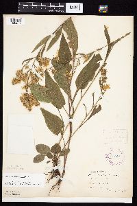 Symphyotrichum oolentangiense image
