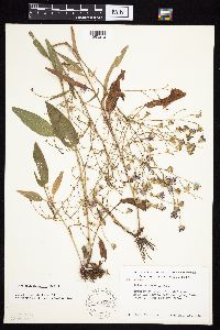 Symphyotrichum oolentangiense image
