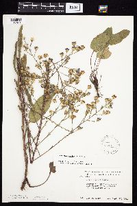 Symphyotrichum oolentangiense image
