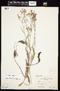 Symphyotrichum oolentangiense image