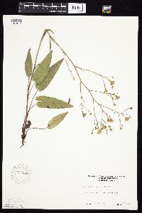Symphyotrichum oolentangiense image
